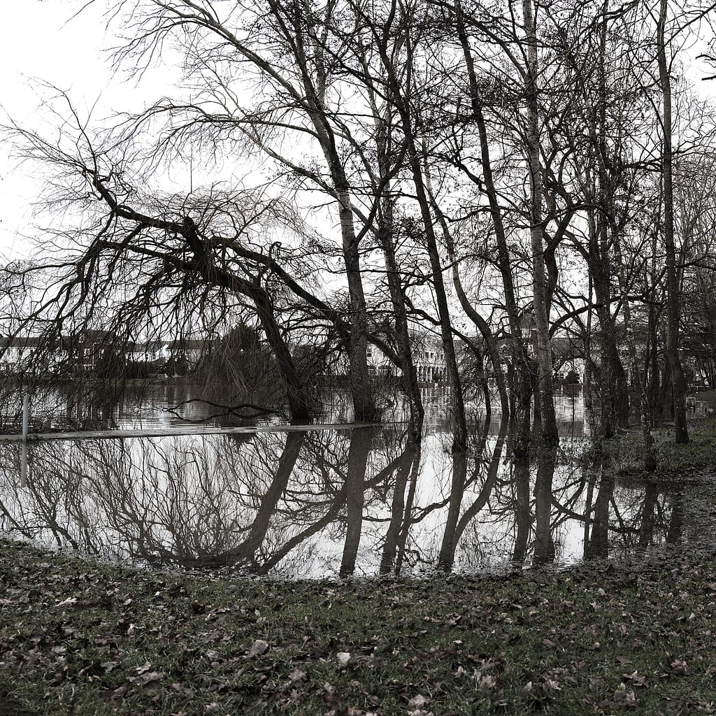 a flooded area with trees and grass
