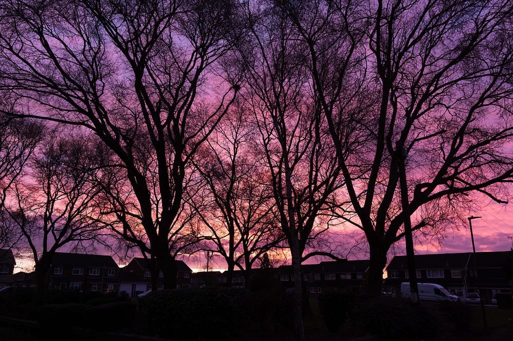A Sunrise bhind some trees