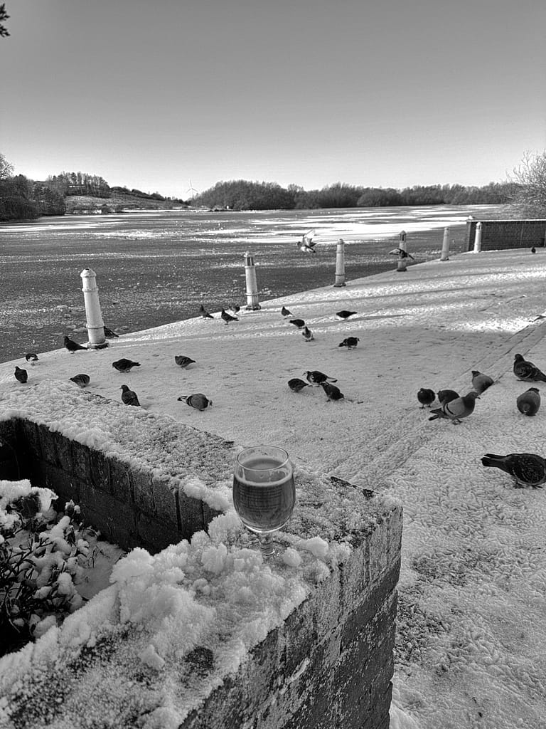 a group of birds on a snowy area